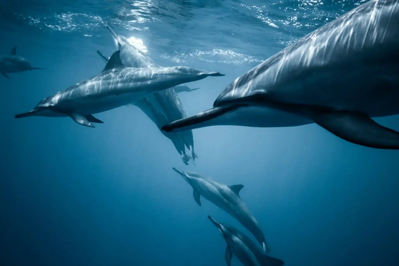 lista-deseos-hacer-antes-morir-delfines.